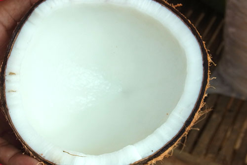 ▲ココナッツミルクの原料となる完熟ココナッツの胚乳。
