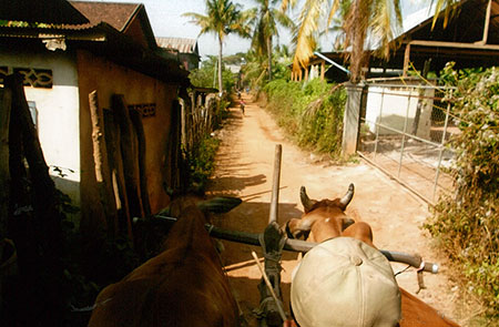 牛車でのどかな村をゆっくり散策
