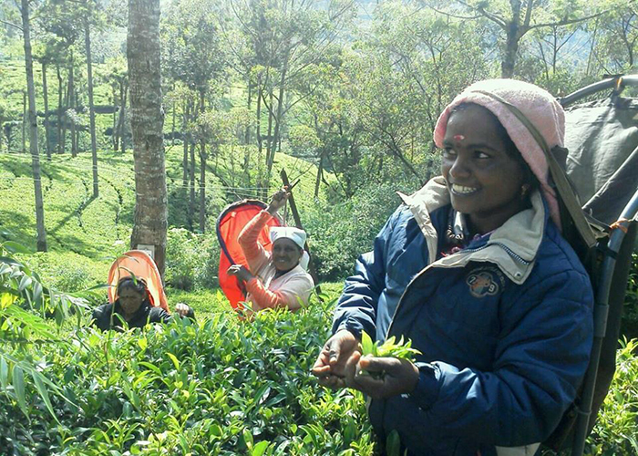 スリランカうっちゃんx風舎三千代さんと巡る Ceylon tea ルーツ旅 8日間