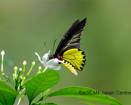 ボルネオ島　ネイチャー＆シティ・スタディプログラム＜中高校生参加OK！＞ イメージ