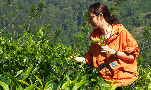 持続可能な紅茶づくりを支える
有機農業ボランティアツアー イメージ