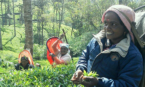 うっちゃんx風舎三千代さんと巡る Ceylon tea ルーツ旅 8日間 イメージ