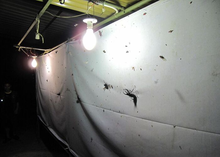 マレーシアボルネオ島　ネイチャー＆シティ・スタディプログラム＜中高校生参加OK！＞