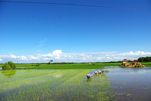 カンボジアの雨季の田園風景