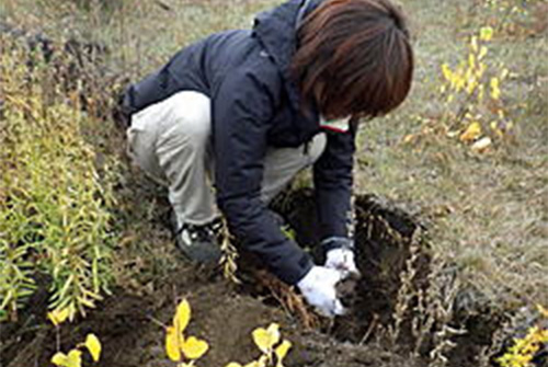 植林作業は女性や子供でも楽しんで行えます