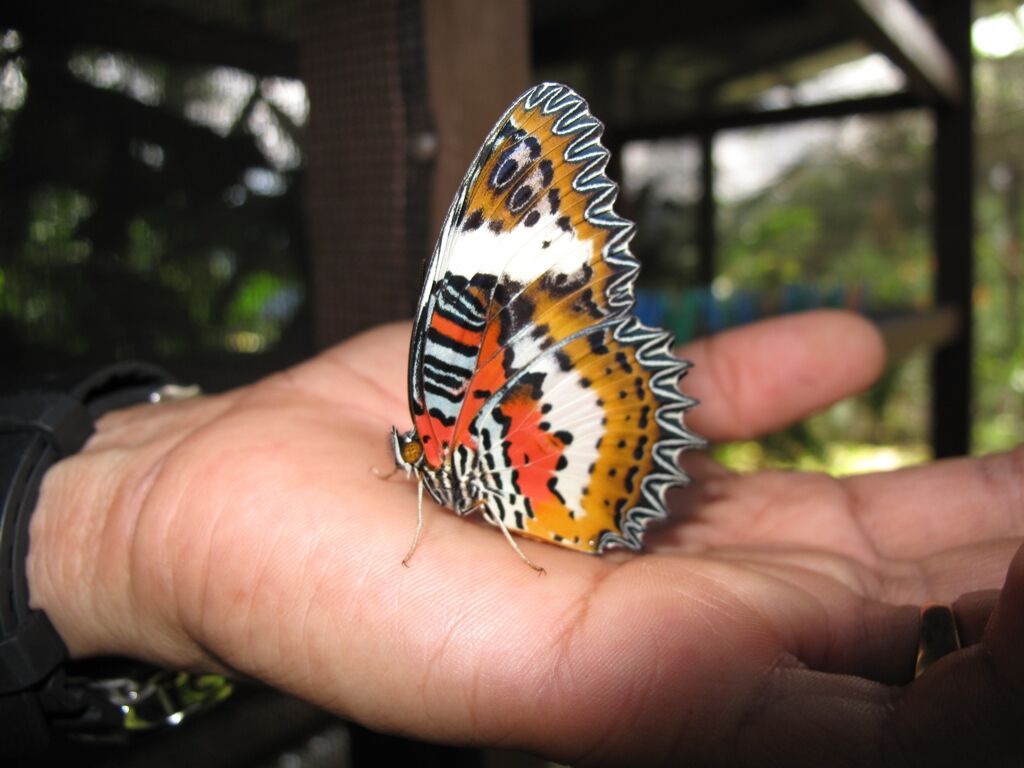 巨大な蝶と珍しい昆虫に出会えるかも？