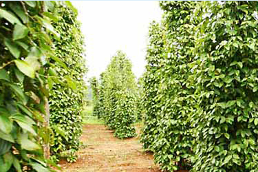 胡椒農園見学・植樹体験