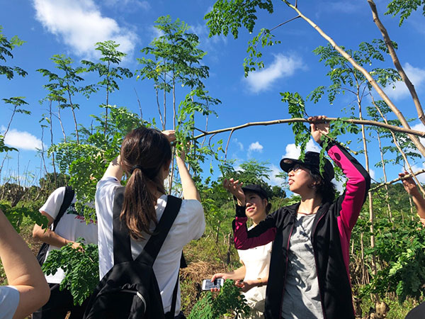 二酸化炭素吸収量が多いモリンガの木を植林