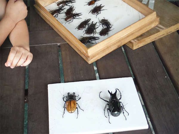 オーナー秘伝の昆虫標本作りを体験！