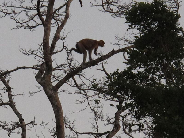 コタキナバルとは？