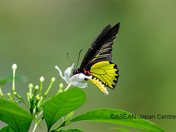 コタキナバルとは？