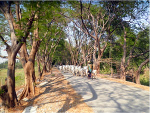 田舎の道路風景
